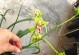 吊兰花——室内养护指南（了解吊兰的特点与注意事项，让家中环境更健康）