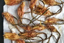 以昙花烂根（恢复昙花的生命力并预防烂根的方法）