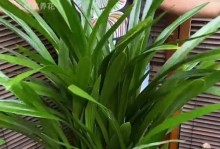 浇水对桂花开花的影响（桂花开花时能否浇水？如何合理浇水？）