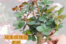 玫瑰花种植全攻略（从选种到日常护理，成为玫瑰花种植专家）