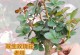 玫瑰花种植全攻略（从选种到日常护理，成为玫瑰花种植专家）
