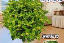 一年四季芳香无比的桂花（桂花开在什么季节？季节不同，花香依旧）