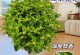 一年四季芳香无比的桂花（桂花开在什么季节？季节不同，花香依旧）