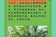 散尾葵叶子干干的原因及处理方法（探索散尾葵叶子枯萎的原因，找到解决之道）