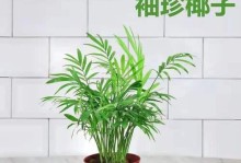 如何正确养护袖珍耶子树（一起打造迷你绿色角落，营造舒适室内环境）