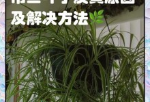 以吊兰干叶子怎么办？（利用干燥吊兰叶子打造美丽家居）