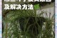 以吊兰干叶子怎么办？（利用干燥吊兰叶子打造美丽家居）