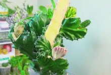麒麟花养护指南（打造盛开如火的麒麟花园）
