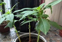 凤仙花种子发芽时间及方法详解（种植凤仙花，先知道几天发芽的秘密！）