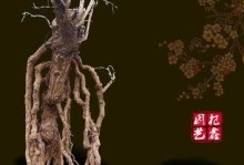 枸杞根太长，如何打造盆景之美？（挑战枸杞根的长度极限，创作出独特的盆景艺术）