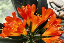 君子兰开花时间及养护技巧（探究君子兰开花周期与花期养护，让家中盆栽更美丽）