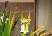 水仙花花叶枯黄，如何挽救？（了解原因，采取措施，恢复绿意）