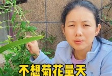 如何打理菊花，让其开出绚丽的花朵（关键步骤和注意事项，让你的菊花成为花园的亮点）