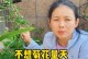 如何打理菊花，让其开出绚丽的花朵（关键步骤和注意事项，让你的菊花成为花园的亮点）