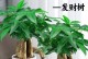 室内还是室外？发财树的最佳栽培地选择！（让这盆植物带给你无尽的财运与好运吧！）