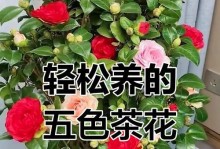赤丹茶花的种植方法（轻松栽培赏心悦目）