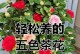 赤丹茶花的种植方法（轻松栽培赏心悦目）