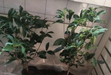 金桂养护指南（从入门到进阶，轻松打理您的金桂）