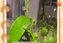 兰花根干瘪了怎么办？如何恢复兰花的健康生长？（兰花根干瘪的原因及解决方法，重建兰花根系的关键技巧）