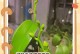 兰花根干瘪了怎么办？如何恢复兰花的健康生长？（兰花根干瘪的原因及解决方法，重建兰花根系的关键技巧）
