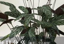 竹芋飞羽叶干枯现象探究（竹芋飞羽叶干枯的原因及解决方法）