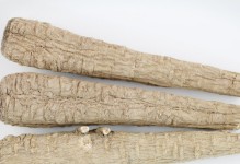 白芷的形态与特征（探究白芷的外貌、药用价值及栽培技巧）