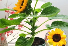 夏日葵的种植养护及注意事项（一种美丽的夏季花卉，如何正确养护夏日葵？）