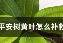 黄叶营救计划