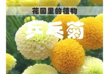 乒乓菊花期（乒乓菊花期是什么？它的持续时间有多长？）
