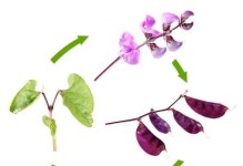 风信子的生长周期及养护方法（从花苞到开花，一场美丽的蜕变）