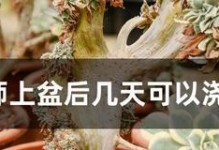 法师上盆方法与养护注意事项（从选盆到养护，教你成功上盆）