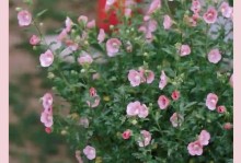 小木槿花苗的种植技巧（从选苗到养护，助你打造美丽的花园）