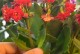 《如何正确修剪以海神王开花后的植株》（掌握修剪技巧，让以海神王焕发更美的生机）
