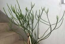 掌握光棍树多肉的养殖技巧（从种植到繁殖，轻松打造多肉盆栽的养护指南）