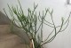 掌握光棍树多肉的养殖技巧（从种植到繁殖，轻松打造多肉盆栽的养护指南）