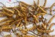 虫草生长温度（寻找最适合虫草生长的温度范围）