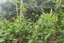 金银花种植间距的正确方法（影响金银花生长的因素及种植间距）