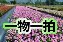 五彩梅的养护指南（打造美丽盆景，享受多彩生活）