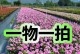 五彩梅的养护指南（打造美丽盆景，享受多彩生活）