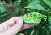 李子黄叶病防治指南（预防胜于治疗，防治药物选择与使用）