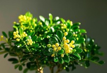 米兰修剪方法详解（手把手教你如何修剪一棵完美的米兰）