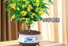 四季桂的快速生长指南（培育健壮四季桂的关键诀窍）
