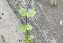 探索以铁线蕨的种植技巧（从选址到养护，打造适合铁线蕨生长的环境）