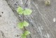 探索以铁线蕨的种植技巧（从选址到养护，打造适合铁线蕨生长的环境）