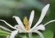 剪枝后的白兰花还能活吗？（白兰花剪枝技巧及插活方法）