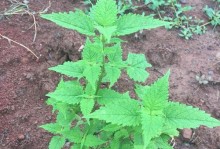 藿香草养殖全攻略（打造健康芳香的藿香草园）