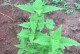 藿香草养殖全攻略（打造健康芳香的藿香草园）