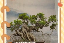 以野生榕树盆景怎么养？（打造独特的野生榕树盆景，关键在于养护的方法。）