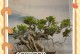 以野生榕树盆景怎么养？（打造独特的野生榕树盆景，关键在于养护的方法。）