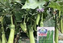 茄子亩产量多少斤？（解析茄子的产量及提升方法，）
